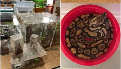 Cuatro de los arácnidos fallecieron. Foto: captura de Facebook Cuatro de los arácnidos fallecieron. Foto: captura de Facebook