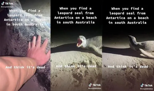 El sujeto no tardó en espantarse al ver la inesperada reacción del animal. Foto: captura de TikTok