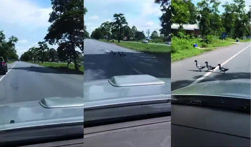 Tres pequeños patos cruzaban la calle cuando se acercaban algunos autos. Foto: captura de YouTube Tres pequeños patos cruzaban la calle cuando se acercaban algunos autos. Foto: captura de YouTube