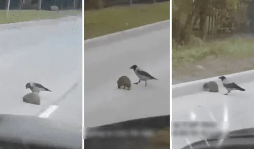 Con picotazos, el pajarito hizo que el erizo se desplazara evitando que sea atropellado. Foto: captura de TikTok