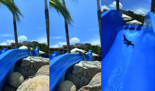 La iguana escala el tobogán y se lanza desde la punta. Foto: captura de YouTube