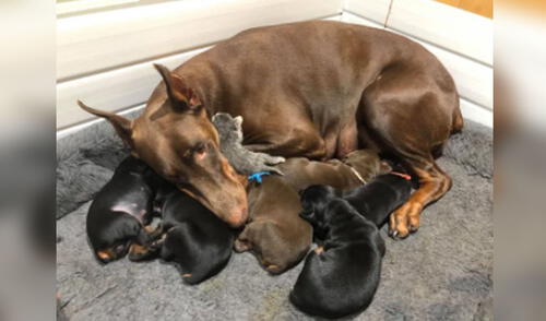 Miles de usuarios han quedado cautivados con esta tierna escena. Foto: captura de Facebook Miles de usuarios han quedado cautivados con esta tierna escena. Foto: captura de Facebook