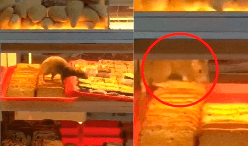 La rata se introdujo por un escaparate de la vitrina y se deleitó a lo grande, ya que encontró una variedad de alimentos a su disposición. Foto: captura de Facebook La rata se introdujo por un escaparate de la vitrina y se deleitó a lo grande, ya que encontró una variedad de alimentos a su disposición. Foto: captura de Facebook