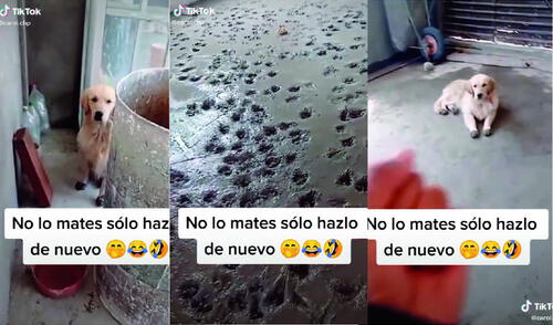 Las caritas angelicales llamaron la atención de miles de usuarios. Foto: captura de TikTok Las caritas angelicales llamaron la atención de miles de usuarios. Foto: captura de TikTok