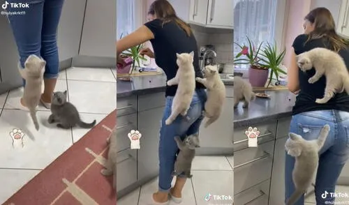 Gatitos treparon por el cuerpo de su dueña para llegar hasta su platos de comida. Foto: captura TikTok