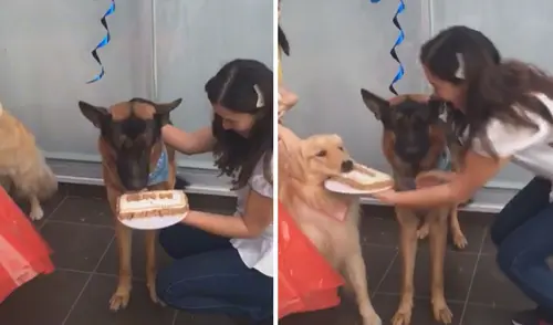 La graciosa escena se ha vuelto viral en varias redes sociales. Foto: captura de TikTok La graciosa escena se ha vuelto viral en varias redes sociales. Foto: captura de TikTok