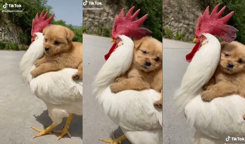 Cachorrito pasa un agradable momento con su 'amigo' gallo. Foto: captura de TikTok Cachorrito pasa un agradable momento con su 'amigo' gallo. Foto: captura de TikTok