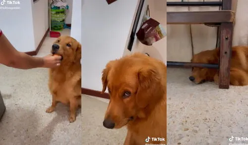 El tierno perrito resguardó con mucho cuidado el huevo en su boca. Foto: captura de TikTok