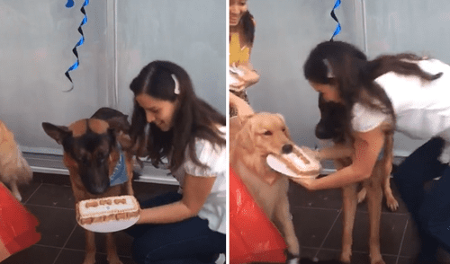 El video viral ha causado gran sensación en las redes sociales. Foto: captura de TikTok