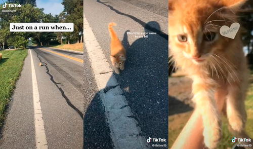 El minino cautivó el corazón de la mujer, quien no dudó en buscar a su familia. Foto: captura de TikTok