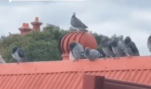 La paloma giraba sin ninguna preocupación sobre el extractor de humo. Foto: captura de TikTok