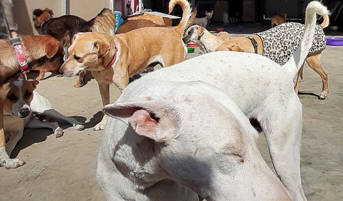 Ambos albergues acogen a más de 90 perros y 40 gatos. Foto: Alfa Animal