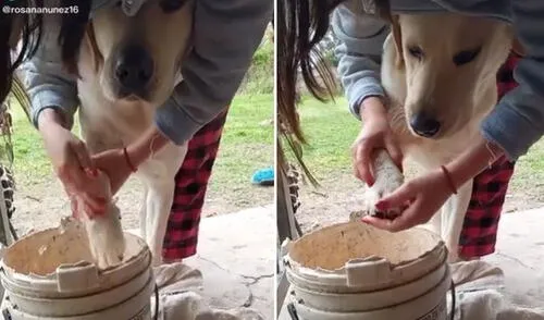 Miles de usuarios han quedado cautivados al ver este video viral. Foto: captura de TikTok