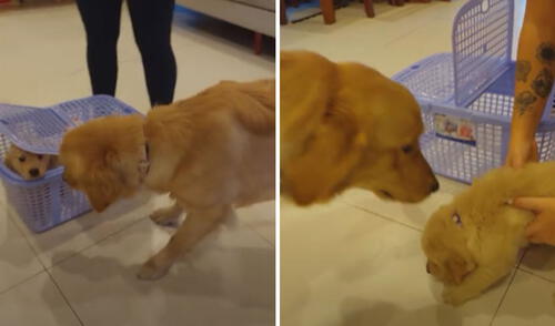 Miles de usuarios han quedado cautivados con esta tierna escena. Foto: captura de YouTube Miles de usuarios han quedado cautivados con esta tierna escena. Foto: captura de YouTube