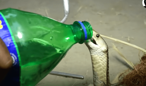 El video viral ha sido compartido en la página El Dodo. Foto: captura de Facebook