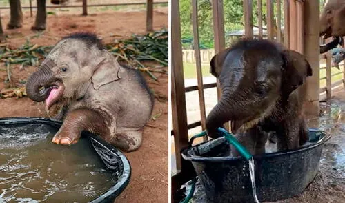 Unos rescatistas acudieron a un campamento para salvar a una mamá elefante y su cría, con el propósito de brindarles una mejor calidad de vida. Foto: captura de YouTube