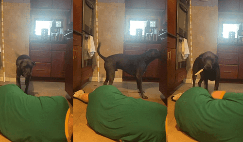 La reacción del animal no fue la que su dueña esperaba. Foto: captura de TikTok