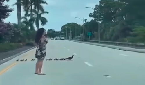 Una mujer detuvo su paseo para salvar a unos animales que querían llegar al otro lado de la vía; sin embargo, corrían peligro de ser atropellados por los vehículos. Foto: captura de YouTube