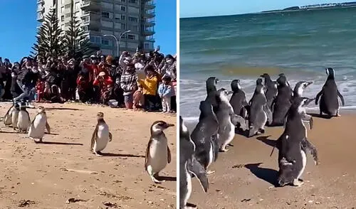 Habitantes y turistas acudieron a una playa para ser testigos de un conmovedor espectáculo protagonizado por unos 23 pingüinos magallánicos. Foto: captura de YouTube