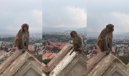 Estos primates pertenecen a la especie de monos macacos. Foto: captura de YouTube