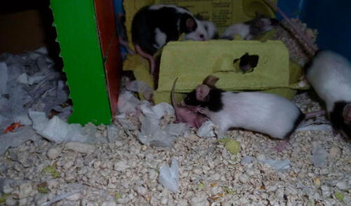 Facebook viral: familia salva la vida de un ratón recién nacido tras encontrarlo en el interior de su casa