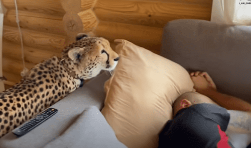 El video viral ha sido compartido en el canal I_am_cheetah. Foto: captura de YouTube El video viral ha sido compartido en el canal I_am_cheetah. Foto: captura de YouTube