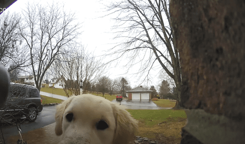 El video viral ha sido compartido en la página Ring. Foto: captura de Facebook