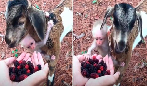 Un joven visitó a un indefenso animal en medio del bosque, pero lo que llamó su atención fue que no estaba sola tras hacerse ‘amiga’ de un pequeño primate. Foto: captura de YouTube