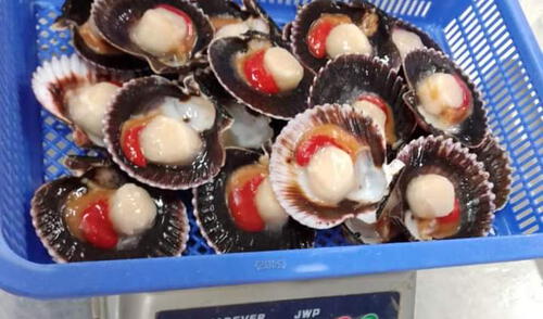 Conchas a la parmesana, conchas al olivo, brochetas y ceviche son algunas preparaciones con este producto. Foto: Consejo de Maricultores