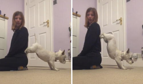 Este perrito ha causado asombro en las redes sociales con su peculiar 'talento'. Foto: captura de TikTok