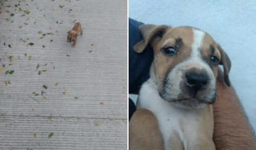 Miles de usuarios han quedado conmovidos al conocer esta tierna historia. Foto: captura de Facebook