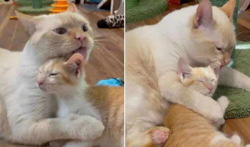 Los gatitos protagonizaron una tierna escena que ya se ha vuelto viral en las redes sociales. Foto: captura de Facebook Los gatitos protagonizaron una tierna escena que ya se ha vuelto viral en las redes sociales. Foto: captura de Facebook