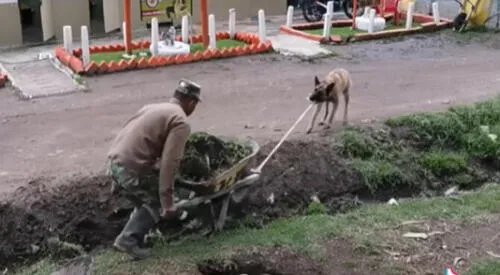 La tierna escena es viral en redes sociales. Foto: captura de TikTok
