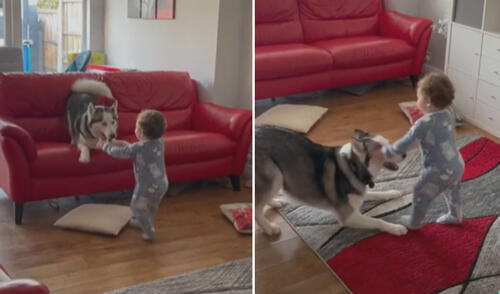 Las carcajadas del pequeño llamaron la atención de su mamá, así que decidió grabarlos antes de entrar a sorprenderlos. Foto: captura de TikTok