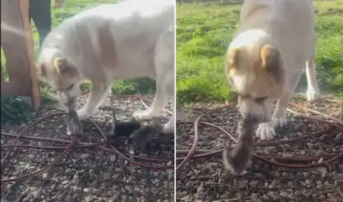 La dueña de este perrito decidió sacar de un refugio a tres gatitos que habían perdido a su madre. Foto: captura de YouTube La dueña de este perrito decidió sacar de un refugio a tres gatitos que habían perdido a su madre. Foto: captura de YouTube