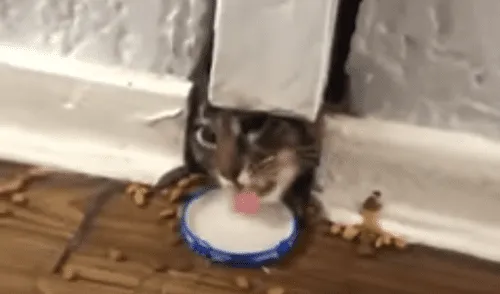 El video viral ha sido compartido en el canal El Dodo. Foto: captura de YouTube