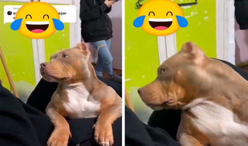 Un perrito cometió una travesura en su casa, pero no imaginó que lo iban a castigar de una singular forma tras ser atrapado por su dueño. Foto: captura de Facebook