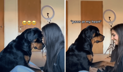 El video viral ha sido compartido en la página Rottweiler Life. Foto: captura de Facebook