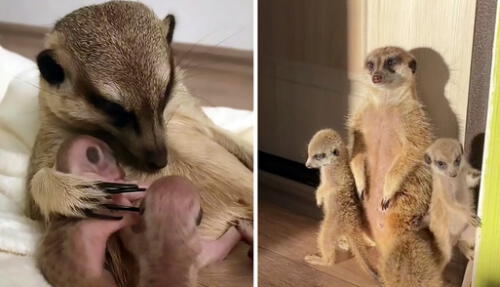 Margo, la zarigüeya, y sus pequeñas crías son protagonistas de un conmovedor clip en TikTok. Foto: captura de TikTok