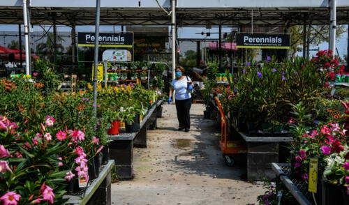 Se diferencia de otro tipo de plantas debido a que cuando se está desarrollando comienza a oler a carne podrida. Foto: AFP
