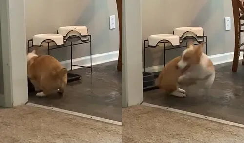 Nemo vive en un hogar ubicado en la ciudad de Kansas City, Missouri, USA. Foto: captura de YouTube