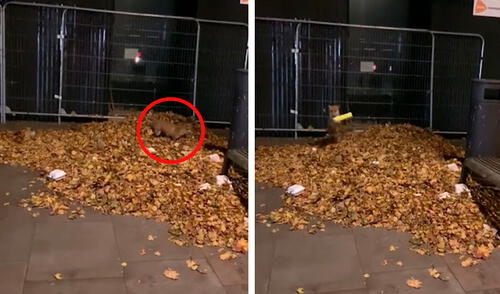 Un hombre detuvo su caminata cuando un sonido captó su atención, pero no pensó que se trataba de un zorro que se escondió entre las hojas para jugar. Foto: captura de YouTube