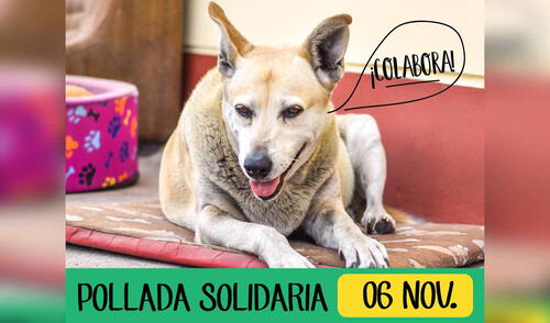 La pollada cuesta 15 soles y las personas que hagan sus compras deben enviar el comprobante de pago a través de un formulario. Foto: Refugio Sanmarquino