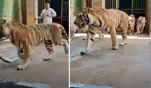 El video viral ha sido compartido en el canal Tiger. Foto: captura de YouTube