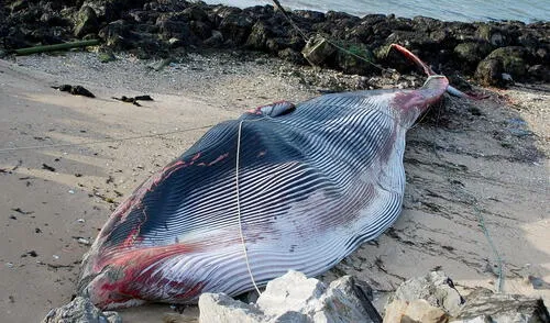 Muerte de ballena en Francia tomó por sorpresa a las personas. Foto: AFP