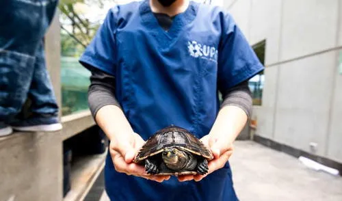 Activistas exigen al Estado regular zoocriaderos. Foto: UPA