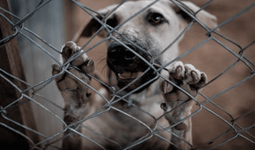 El centro de Lima es uno de los puntos que más concentra la venta ilegal de animales. Foto: EFE
