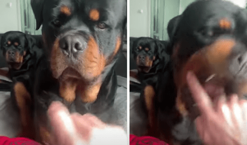 El video viral ha sido compartido en la página Rottweiler life. Foto: captura de Facebook