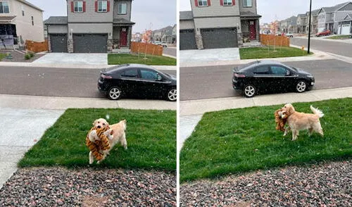 Un perrito se emocionó cuando sintió los copos de nieve por primera vez; sin embargo, no quería estar solo y fue a buscar a su ‘mejor amigo’. Foto: Liz Anderson/ Facebook