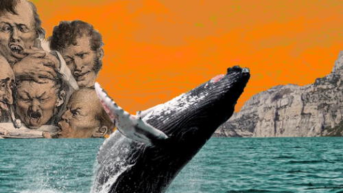 La peculiar secreción de este animal es uno de los elementos más cotizados del mundo. Foto: Ilustración por @sinmuchasfotos